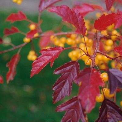 Malus Golden Raindrops®