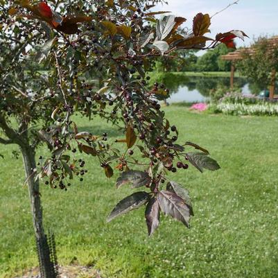 Malus Royal Rain Drops