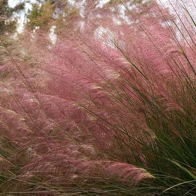 Muhlenbergia capillaris 