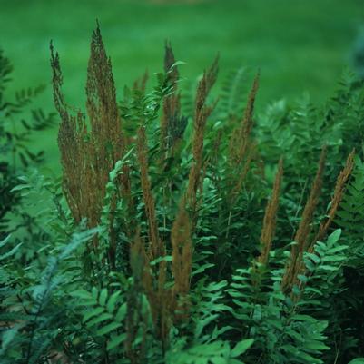 Osmunda regalis 