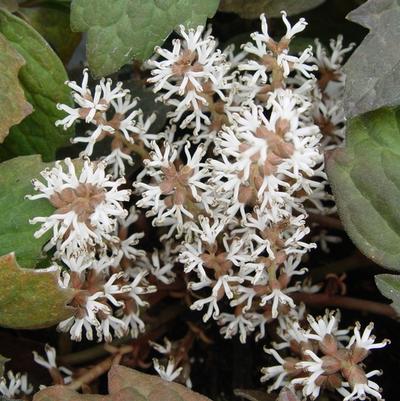 Pachysandra terminalis 