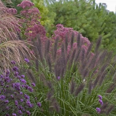 Pennisetum alopecuroides 