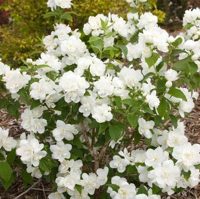 Philadelphus Snow White™