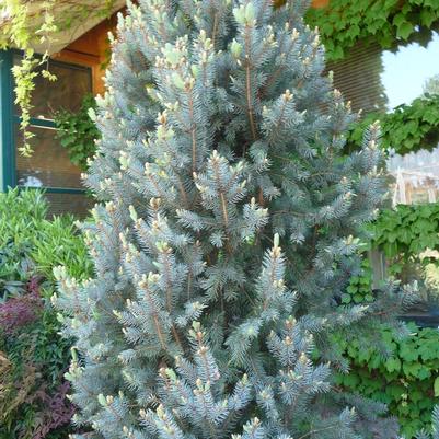 Picea pungens Iseli Fastigiate