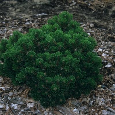 Pinus mugo Sherwood Compact