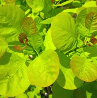 Cotinus coggygria Golden Spirit