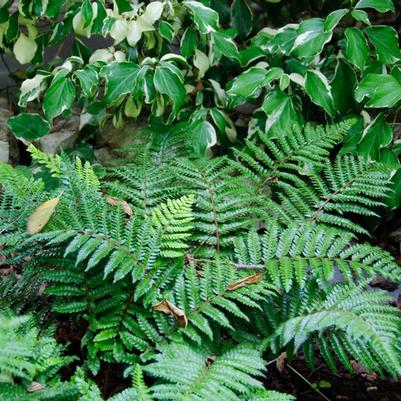 Polystichum polyblepharum 