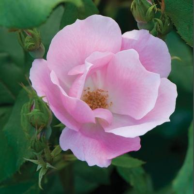 Rosa Knock Out® Blushing