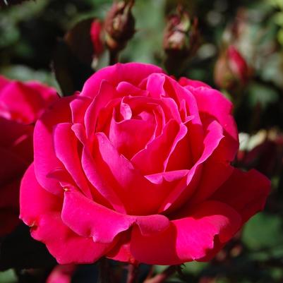 Rosa Knock Out® Pink Double