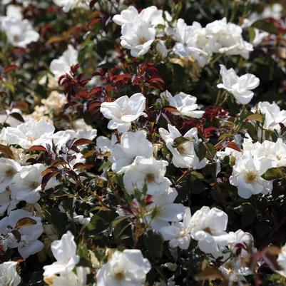 Rosa Knock Out® White