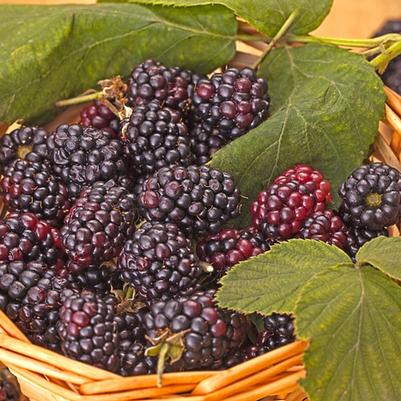 Rubus Triple Crown