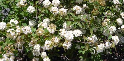 Spiraea prunifolia 