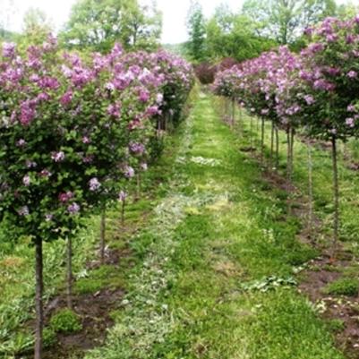 Syringa meyeri Palibin - Tree Form