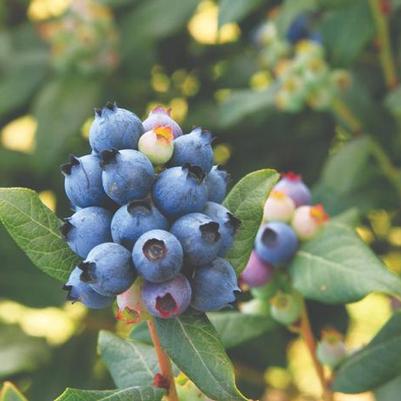 Vaccinium Bushel and Berry® Perpetua®