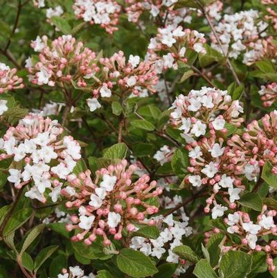 Viburnum carlesii Spice Island™