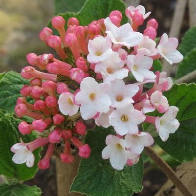 Viburnum carlesii Sugar n' Spice™