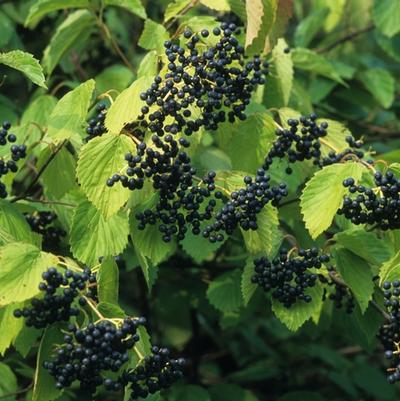 Viburnum dentatum 