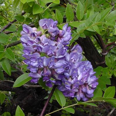 Wisteria frutescens Amethyst Falls