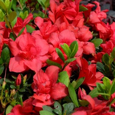 Azalea Encore® Autumn Bonfire®