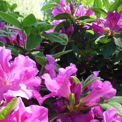 Azalea Encore® Autumn Royalty®