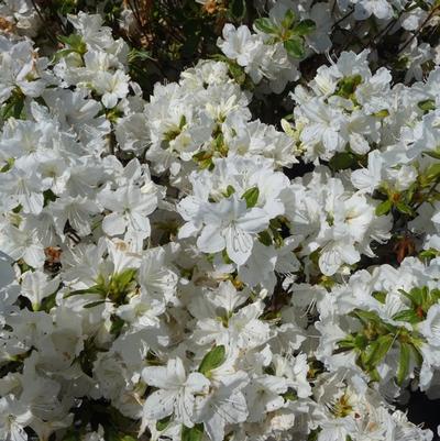 Azalea Delaware Valley White