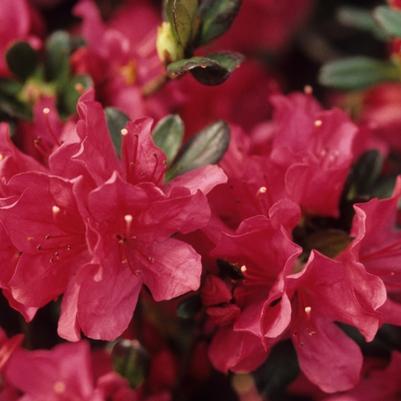 Azalea Kurume hybrid Hinode-giri