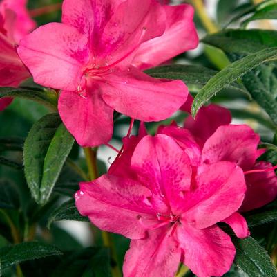 Azalea Encore® Autumn Jewel®