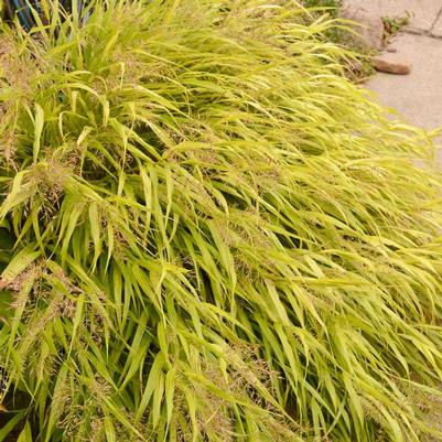 Hakonechloa macra All Gold