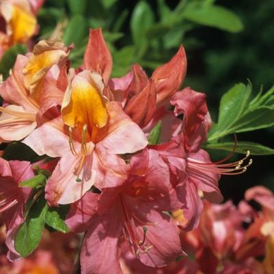 Azalea Mount Saint Helens