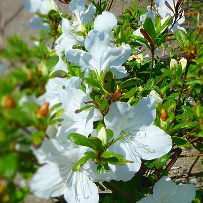 Azalea Girard hybrid Girard's Pleasant White