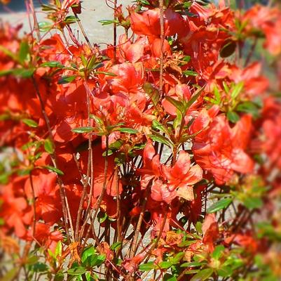 Azalea Gable hybrid Stewartstonian