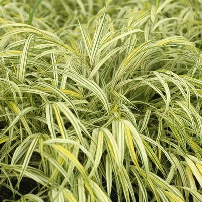 Hakonechloa macra Aureola