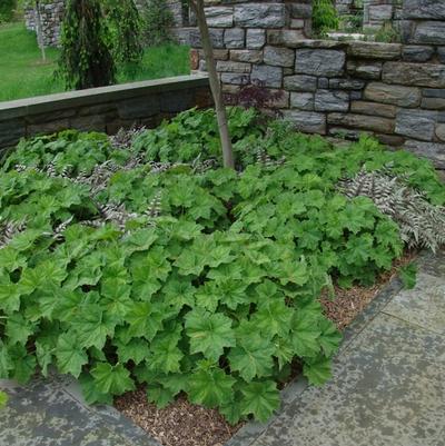 Heuchera villosa Autumn Bride