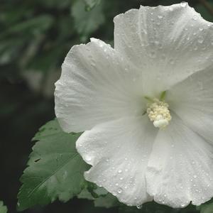 Hibiscus syriacus Diana