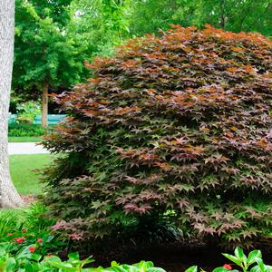 Acer palmatum Rhode Island Red