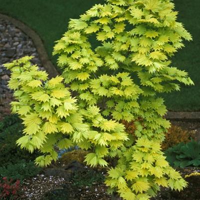 Acer shirasawanum Aureum