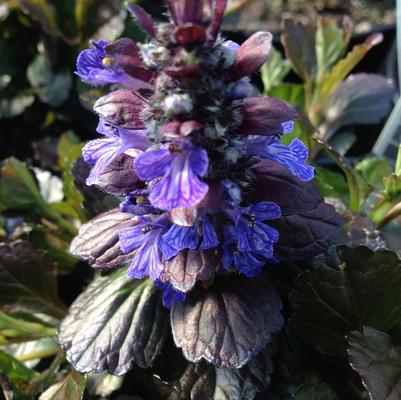 Ajuga reptans Walberton's® Black Scallop