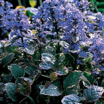 Ajuga reptans Burgundy Glow