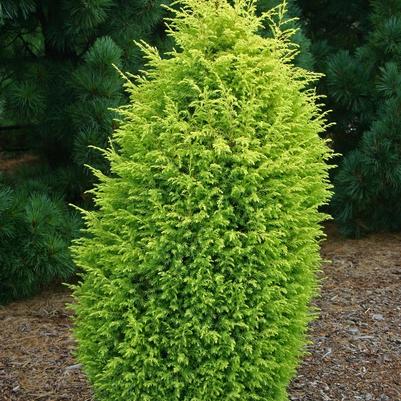 Juniperus communis Gold Cone