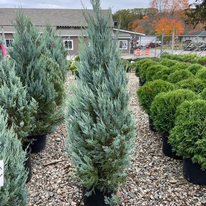 Juniperus scopulorum Moonglow