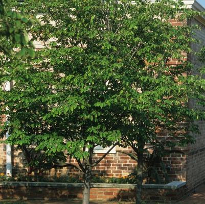 Amelanchier laevis Cumulus