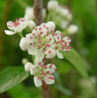 Aronia arbutifolia Brilliantissima