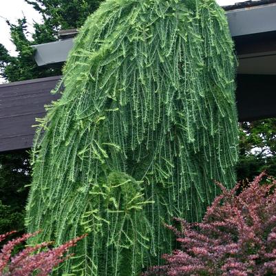 Larix decidua Pendula