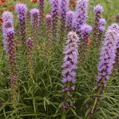 Liatris spicata Kobold