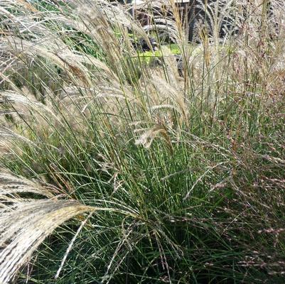 Miscanthus sinensis Gracillimus