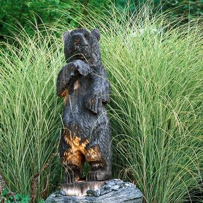 Miscanthus sinensis Morning Light