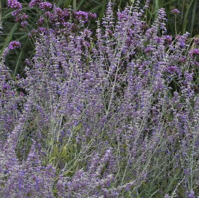 Perovskia atriplicifolia Little Spire