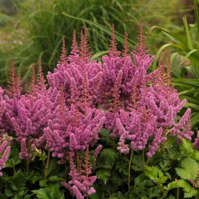 Astilbe chinensis Visions