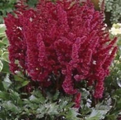 Astilbe chinensis Visions in Red