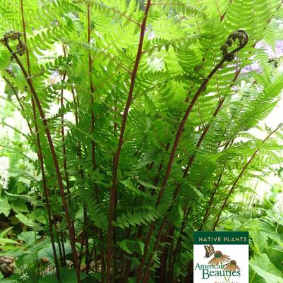 Athyrium filix-femina Lady in Red